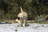 LABRADOR 911